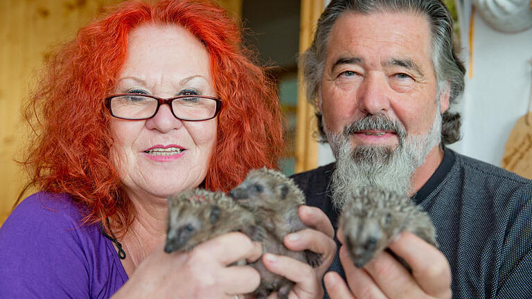 Igel-Auffangstation - Gudrun und Herbert Martin, Betreiber einer Igel-Auffangstation in Gerbrunn bei Würzburg.Das Ehepaar hat vor 25 Jahren Unterfrankens bislang einzige Igel-Auffangstation gegründet, etwa 300 Igel päppeln sie seitdem bis zum Wintereinbruch Jahr für Jahr auf. Igel-Auffangstation - Gudrun und Herbert Martin, Betreiber einer Igel-Auffangstation in Gerbrunn bei Würzburg.Das Ehepaar hat vor 25 Jahren Unterfrankens bislang einzige Igel-Auffangstation gegründet, etwa 300 Igel päppeln sie seitdem bis zum Wintereinbruch Jahr für Jahr auf.