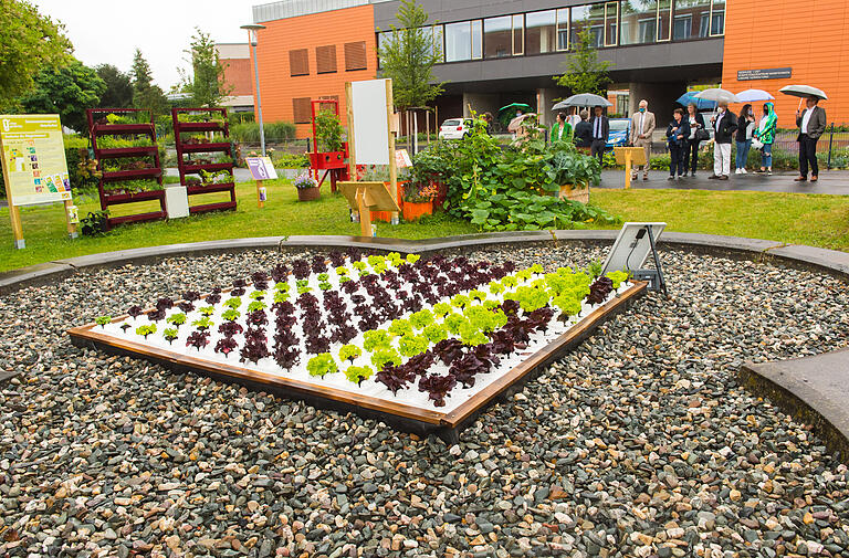 Schwimmender Salat: Der stillgelegte Schulbrunnen wird als Wasserbeet genutzt. Schwimmender Salat: Der stillgelegte Schulbrunnen wird als Wasserbeet genutzt.