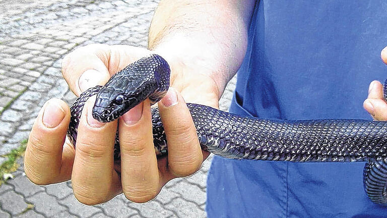 Völlig ungefährlich: eine Schwarze Kettennatter.