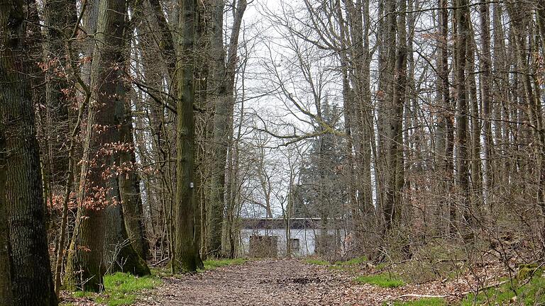 Im Haardtwald, einem der beliebtesten Wandergebiete der Schweinfurter, droht eine Schwammspinnerplage. Den Einsatz von Mimic hat die Stadt beantragt. Eine Entscheidung steht aus.&nbsp;&nbsp;