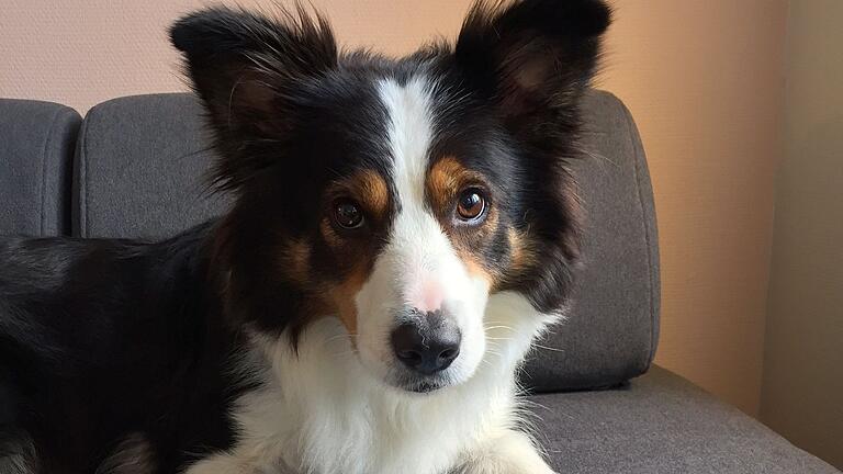 Border Collie 'Whisky'       -  Boder Collie Whisky zeigt eines seines Spielzeuge.