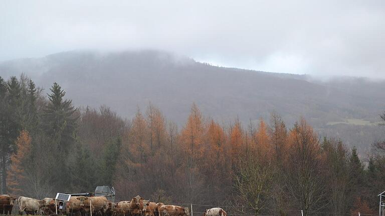 An den Hängen des Feuerbergs verendete im verganenen Dezember eine Kuh. Foto: Johannes Schlereth       -  An den Hängen des Feuerbergs verendete im verganenen Dezember eine Kuh. Foto: Johannes Schlereth