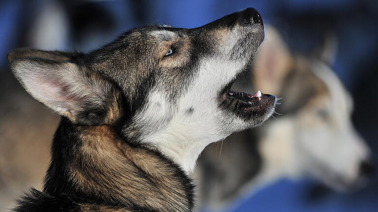 Zwei Huskys, ein Australian Shepard und ein westsibirischer Laika kämpften Ende April mit einem Dackel. Für Letzteren ging die Auseinandersetzung tödlich aus. Zwei Huskys, ein Australian Shepard und ein westsibirischer Laika kämpften Ende April mit einem Dackel. Für Letzteren ging die Auseinandersetzung tödlich aus. 