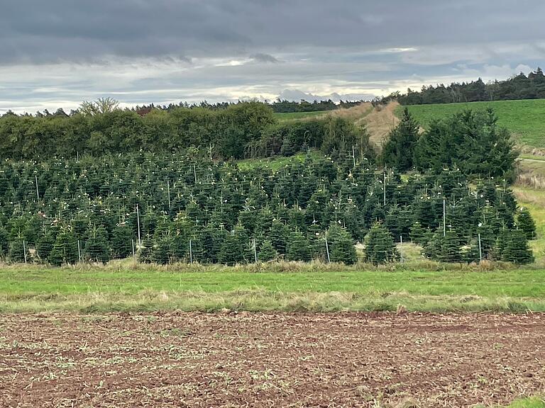 Auf einer Fläche von rund 20 Hektar bewirtschaftet Alexander Käb in Rudendorf Christbaumplantagen. Auf einer Fläche von rund 20 Hektar bewirtschaftet Alexander Käb in Rudendorf Christbaumplantagen.
