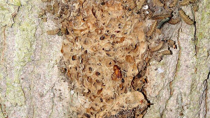 Die Reste eines alten Gespinstnestes des Eichenprozessionsspinners an einer Eiche im Hörnauer Wald. Die Reste eines alten Gespinstnestes des Eichenprozessionsspinners an einer Eiche im Hörnauer Wald.