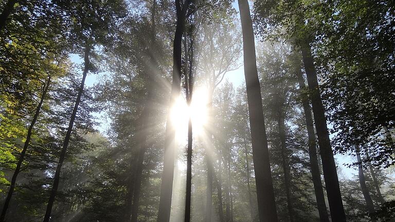 Der undurchdringliche Wald im Spessart als Inbegriff einer grünen Wildnis inspirierte die Dichter.&nbsp;
