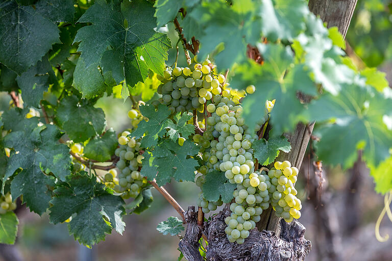 Im Spätsommer reifen begehrte Weine. Im Spätsommer reifen begehrte Weine.