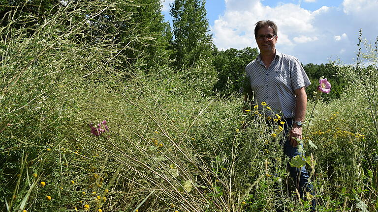 Blühflächen werden einmal im Jahr, meist im Juli, gemäht. Danach gehen die Pflanzen noch einmal in die Blüte und bieten Heimat und Nahrung für viele Arten. Unser Bild zeigt BBV-Kreisobmann Mathias Klöffel im Sommer 2018 inmitten seiner Blühfläche. Blühflächen werden einmal im Jahr, meist im Juli, gemäht. Danach gehen die Pflanzen noch einmal in die Blüte und bieten Heimat und Nahrung für viele Arten. Unser Bild zeigt BBV-Kreisobmann Mathias Klöffel im Sommer 2018 inmitten seiner Blühfläche.