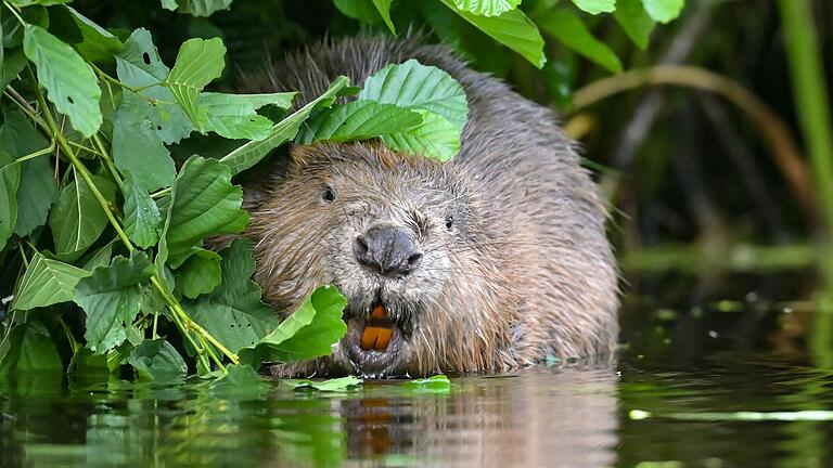 Der Biber breitet sich im Gemeindegebiet von Stadtlauringen aus. Die staatlichen Ausgleichszahlungen reichen nicht aus, um die Schäden zu begleichen, die die Tiere anrichten. Der Biber breitet sich im Gemeindegebiet von Stadtlauringen aus. Die staatlichen Ausgleichszahlungen reichen nicht aus, um die Schäden zu begleichen, die die Tiere anrichten.