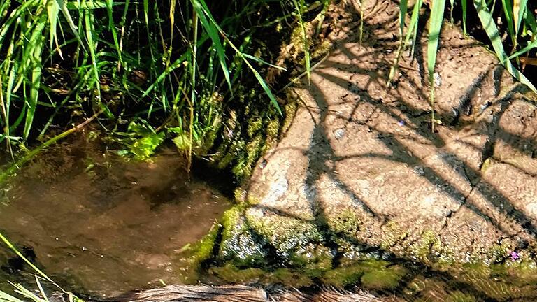 Streu       -  Auch der Bisam fühlt sich in der Streu wie hier bei Unsleben wohl.