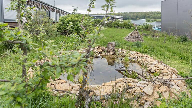 Der Gartenteich im Hortus Muu in Erbshausen bei Würzburg ist jetzt schon voller Leben und hat sich zum Mittelpunkt des Gartens entwickelt. Der Gartenteich im Hortus Muu in Erbshausen bei Würzburg ist jetzt schon voller Leben und hat sich zum Mittelpunkt des Gartens entwickelt.