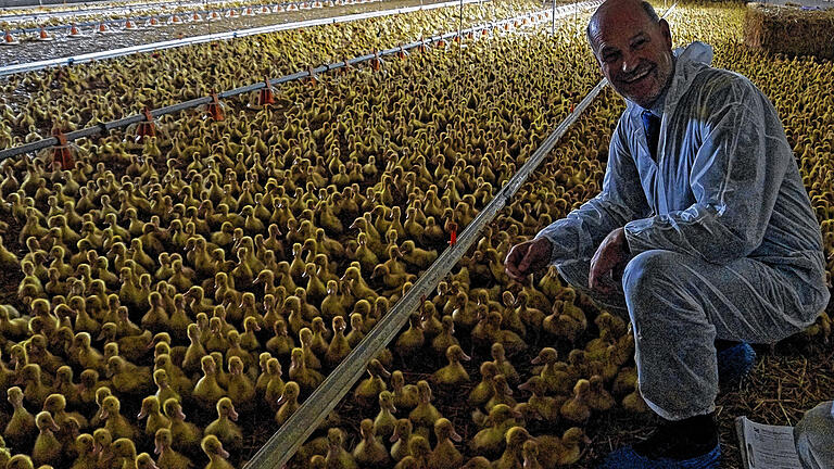 Wild-Enten: Erst fünf Tage alt sind die Enten von Martina und Wolfgang Wild. Landrat Eberhard Nuß genoss seinen Ausflug in den Aufzuchtstall mit 13 000 Küken.