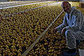 Wild-Enten: Erst fünf Tage alt sind die Enten von Martina und Wolfgang Wild. Landrat Eberhard Nuß genoss seinen Ausflug in den Aufzuchtstall mit 13 000 Küken.