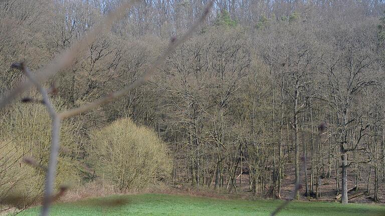 Der Wald bei den Sachsenheimer Fischteichen. Der Wald bei den Sachsenheimer Fischteichen.