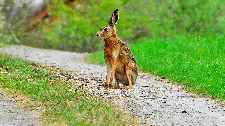 Nicht überall brachte der Hase früher die Eier: Welches Tier in einigen Gegenden Deutschlands für die Eierlieferung zuständig war, erfahren Sie in unserem Quiz.
