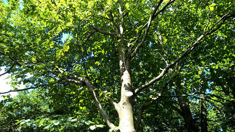 Buche Buchenwald Steigerwald Baumwipfelpfad Buche Buchenwald Steigerwald Baumwipfelpfad