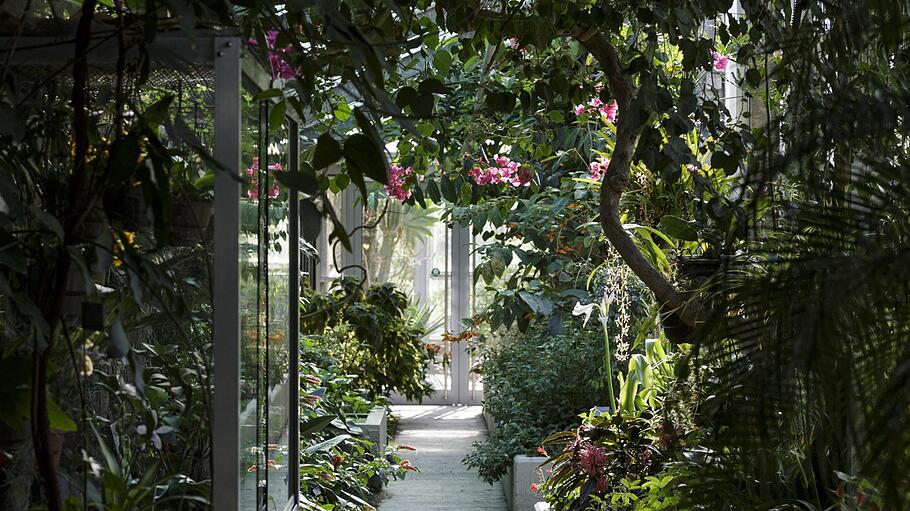 Foto-Location: Botanischer Garten Würzburg       -  Eintauchen in eine Welt der Pflanzen und exotischen Blumen können Brautpaare im Tropenhaus des Botanischen Gartens in Würzburg