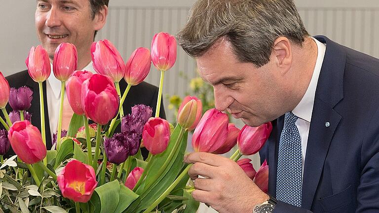 Wie riechen die? Ministerpräsident Markus Söder am Tulpenstrauß.