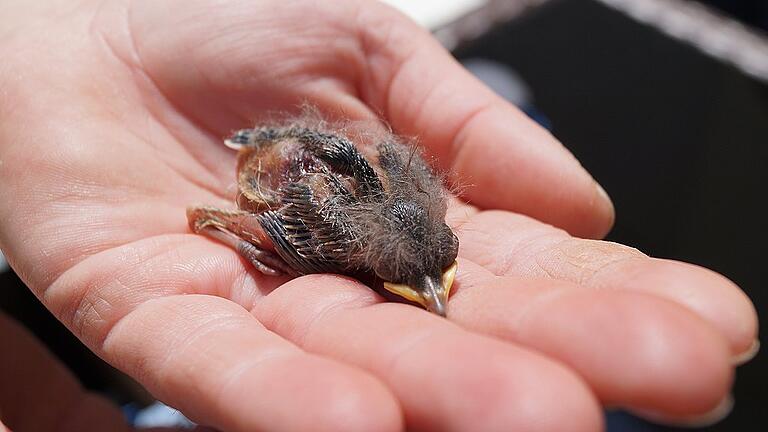 Ob die kleine Bachstelze überleben wird? Der verletzte Vogel wurde neben einem von einer Katze geplünderten Nest gefunden.