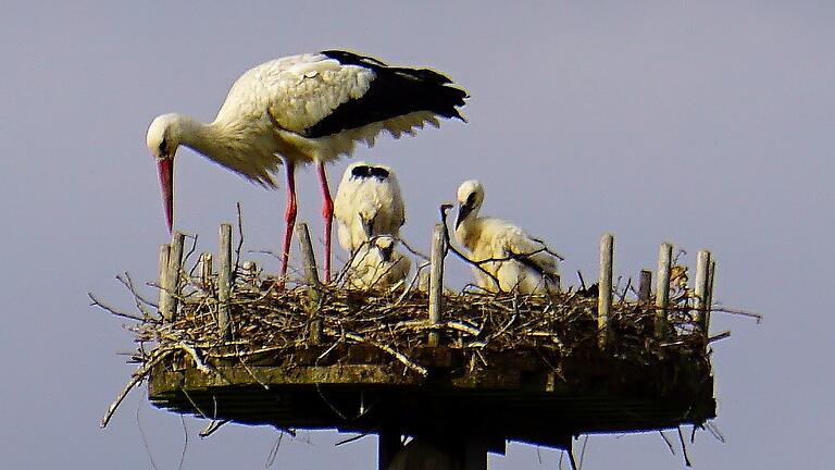 Nachwuchs bei den Weißstörchen: In dem Horst bei Niederlauer zieht ein Weißstorch-Paar drei Junge auf.