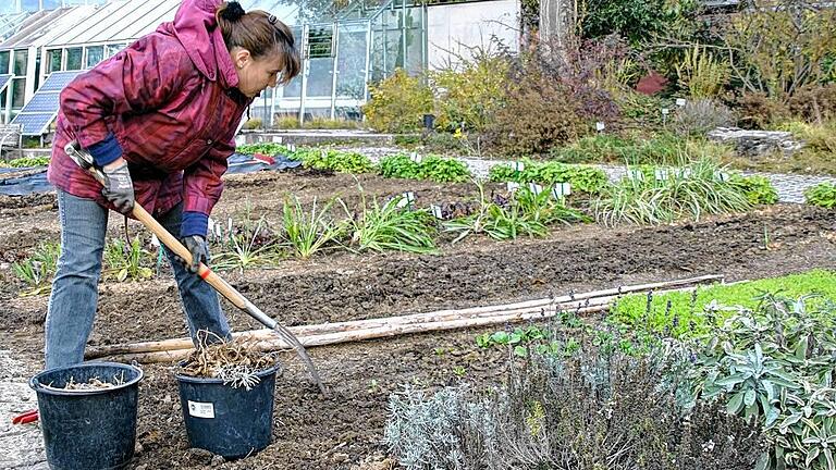 Bis Allerheiligen wollen die meisten das Abräumen des sommerlichen Gemüsegartens erledigt haben. Im Winterbeet wächst noch Leckeres.