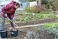 Bis Allerheiligen wollen die meisten das Abräumen des sommerlichen Gemüsegartens erledigt haben. Im Winterbeet wächst noch Leckeres.