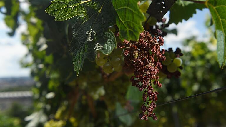 So kann es aussehen, wenn im Weinberg die Feuchtigkeit fehlt. Vertrocknete Trauben am Steinberg in Würzburg im Hitzejahr 2019.