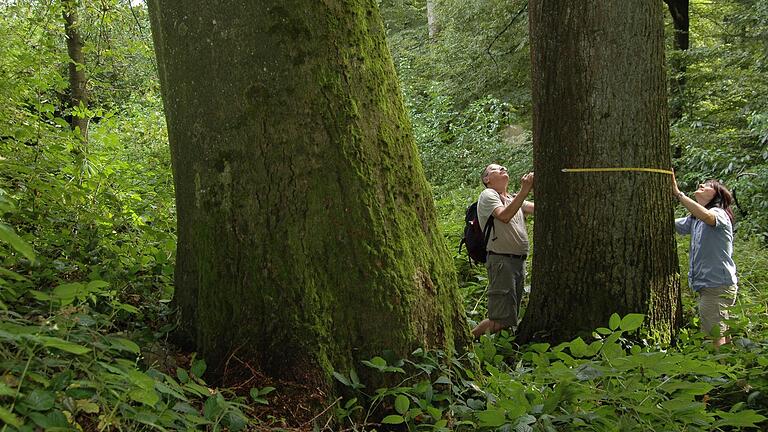 Kartierung von Starkbuchen im Steigerwald.
