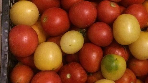 Alle meine Tomaten: Fast 100 Sorten wachsen in Schwarzach.