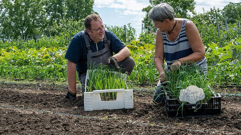 Beim Ackertag erklären Verantwortliche des Vereins SoLaWi Schweinfurt am Samstag ihr Projekt. Hier die Mitglieder Erich Morgenstern und Angelika Schemm beim Lauch-Pflanzen im Sommer 2023. Beim Ackertag erklären Verantwortliche des Vereins SoLaWi Schweinfurt am Samstag ihr Projekt. Hier die Mitglieder Erich Morgenstern und Angelika Schemm beim Lauch-Pflanzen im Sommer 2023.