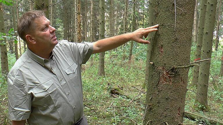 Revierleiter Rupert Fichtner zeigt einen vom Borkenkäfer befallenen Baum in einer Waldabteilung nahe Ermershausen.