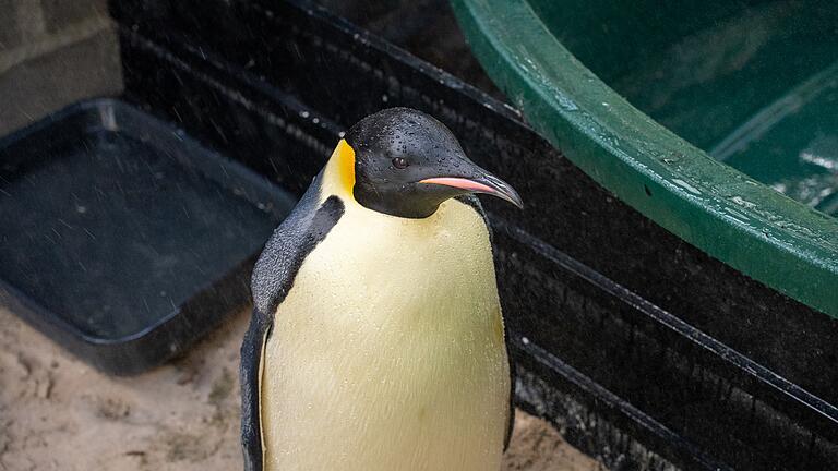 Kaiserpinguin strandet in Australien       -  Der Kaiserpinguin wird von einer Vogelpflegerin aufgepäppelt.