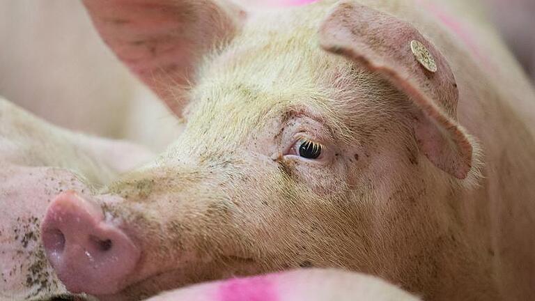 Schweinezucht       -  Die Kontrollkette für Lebensmittel soll lückenloser werden. Das gilt auch bei den Ställen.