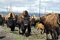 Die Letzten ihrer Art: Um die wilden Bisons vom Yellowstone Nationalpark ist in Montana ein erbitterter Streit entbrannt.