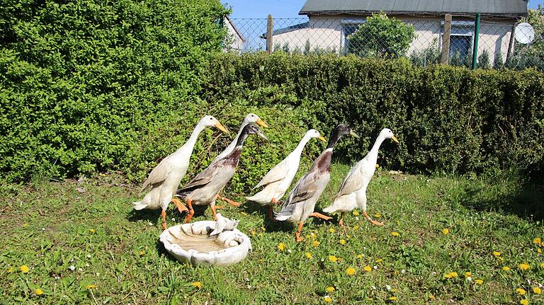 Laufenten haben Nacktschnecken zum Fressen gern. Laufenten haben Nacktschnecken zum Fressen gern.