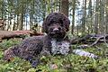 Hund findet seltene Trüffelart in Nationalpark       -  Leo erschnüffelte im Nationalpark unter einer alten Buche einen Kupferroten Schleimtrüffel.