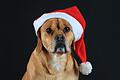 Ein Hund mit Weihnachtsmütze       -  Viele Weihnachtsleckereien sind für Hunde leider tabu: Schokolade, Rosinen, Zimt und alkoholhaltige Speisen können für sie gesundheitsschädlich sein.