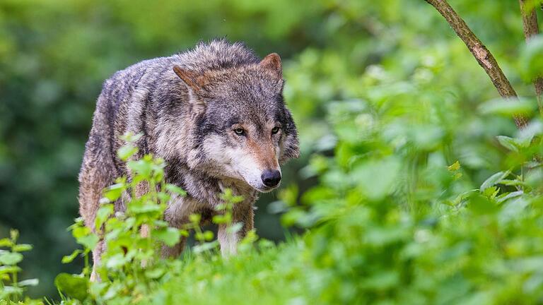 In der Nacht zum 28. August wurde in der Hohen Rhön ein Wolf entnommen.