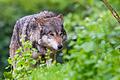 In der Nacht zum 28. August wurde in der Hohen Rhön ein Wolf entnommen.