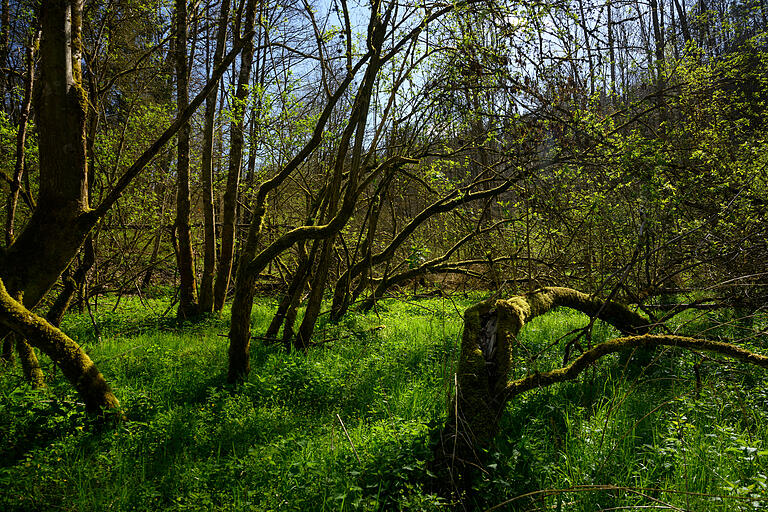 Verwunschen wie in einem Märchen: Den Waldweg zwischen Oberdürrbach und Güntersleben könnten sich die Gebrüder Grimm ausgedacht haben. Der Belag ist zwar nicht befestigt, aber trotzdem gut zu befahren.