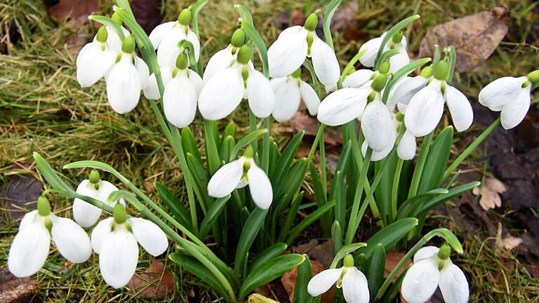 Schneeglöckchen gehören zu den ersten im Jahr: Die ersten Blümchen lassen sich im Februar bereits im Garten blicken.