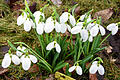 Schneeglöckchen gehören zu den ersten im Jahr: Die ersten Blümchen lassen sich im Februar bereits im Garten blicken.