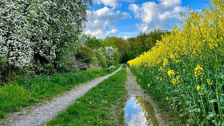 'Folgendes Bild habe ich vor einigen Tagen bei Egenhausen kurz nach einem Schauer gemacht. Weiß blauer Himmel, Sonne, Pfützen und ringsum Blütenpracht! So ist der April.'