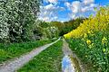 'Folgendes Bild habe ich vor einigen Tagen bei Egenhausen kurz nach einem Schauer gemacht. Weiß blauer Himmel, Sonne, Pfützen und ringsum Blütenpracht! So ist der April.'