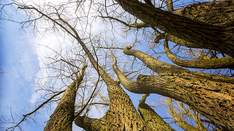 Frühlingserwachen im Steigerwald 2021: Aber die Bäume kämpfen ums Überleben - gegen Trockenheit und Schädlinge.