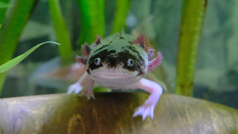 Charakterköpfe: Axolotl haben mit ihrem breiten Maul und den stecknadelkopfgroßen Augen ein Aussehen zum Dahinfließen.