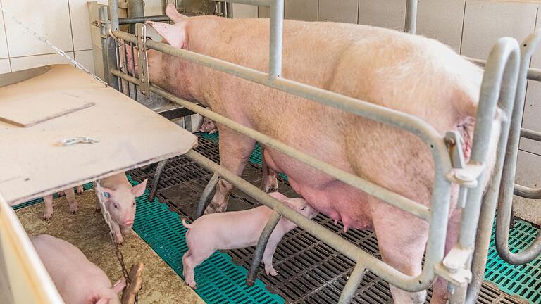 Damit sie ihre Ferkel nicht erdrücken stehen Muttersauen in einem so genannten Ferkelschutzkorb.&nbsp;&nbsp;