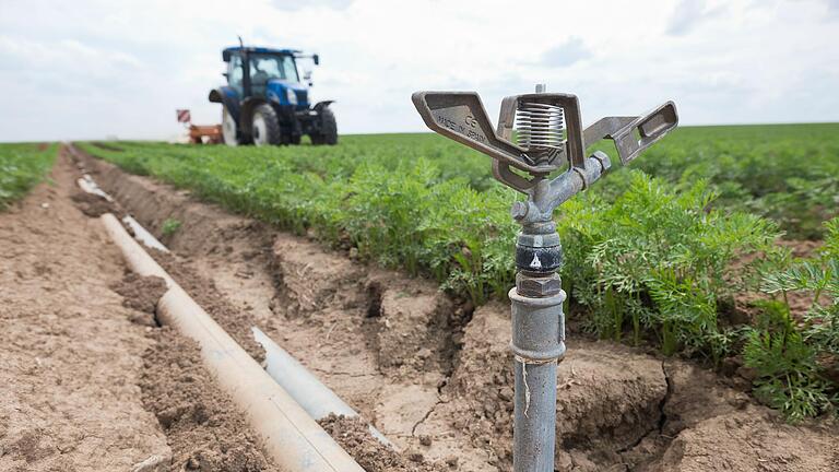 Der Gemüseanbau im nördlichen Landkreis ist auf künstliche Bewässerung angewiesen. Ob sich dazu statt Grundwasser auch Uferfiltrat des Mains verwenden lässt, soll eine Machbarkeitsstudie erörtern.&nbsp;