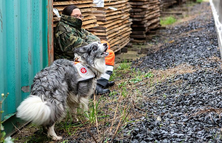 Bordercollie 'Juna' hat die versteckte Person gefunden und zeigt dies durch lautes Bellen an. Bordercollie 'Juna' hat die versteckte Person gefunden und zeigt dies durch lautes Bellen an.