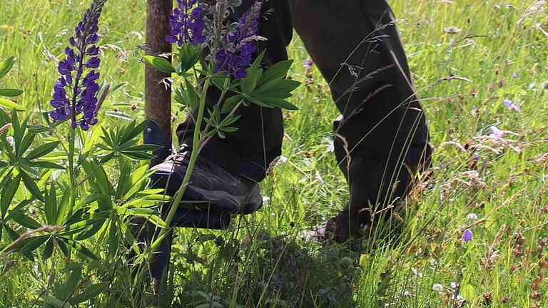 Die Lupinen müssen weg: Mit dem Ampferstecher gehen Gerd Frickel und sein Team den ungeliebten Leguminosen an die Wurzel, um sie dauerhaft zu beseitigen.